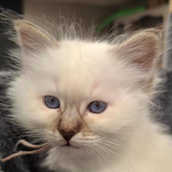 chaton Sacré de Birmanie chocolate tabby point Betty Boop Élevage des Sacrés Breizh