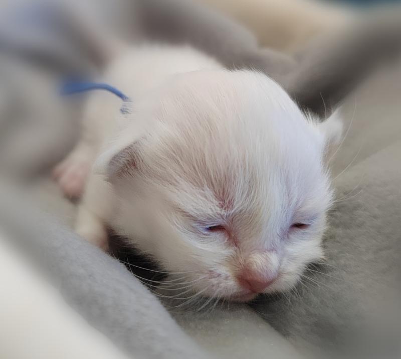 Boris (bleu foncé) des Sacrés Breizh Mâle Sacré de Birmanie
