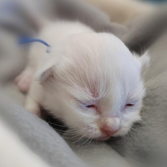 Boris (bleu foncé) des Sacrés Breizh Mâle Sacré de Birmanie