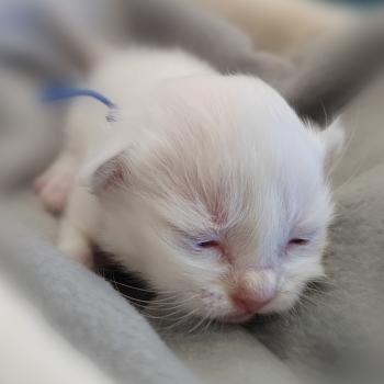 chaton Sacré de Birmanie Boris (bleu foncé) Élevage des Sacrés Breizh