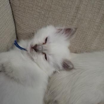 chaton Sacré de Birmanie lilac point Baltik (bleu foncé) Élevage des Sacrés Breizh