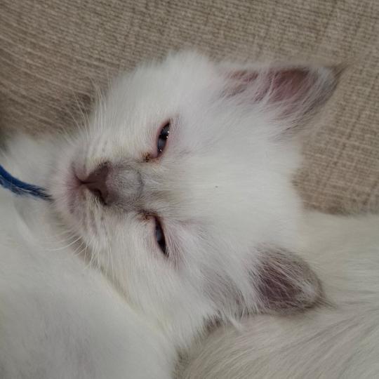 Baltik (bleu foncé) des Sacrés Breizh Mâle Sacré de Birmanie