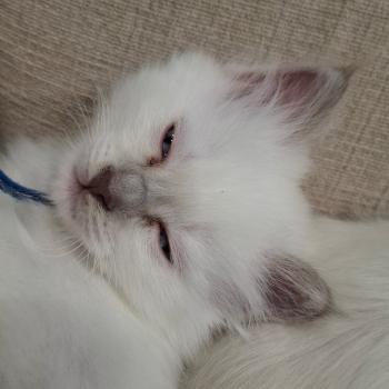 chaton Sacré de Birmanie lilac point Baltik (bleu foncé) Élevage des Sacrés Breizh