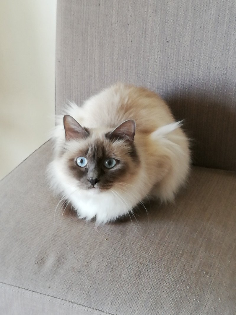 Lumia Femelle Sacré de Birmanie