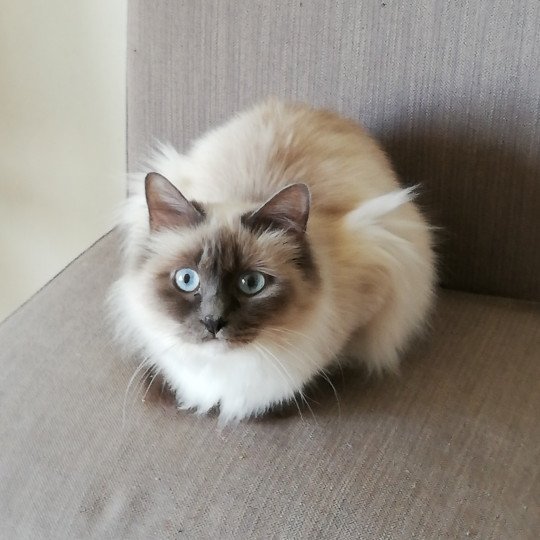 Lumia Femelle Sacré de Birmanie