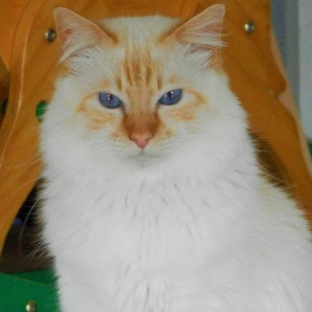 chat Sacré de Birmanie red point Opium deux Élevage des Sacrés Breizh chat Sacré de Birmanie red point Opium deux Élevage des Sacrés Breizh