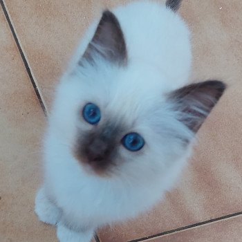 chaton Sacré de Birmanie point Salto Élevage des Sacrés Breizh