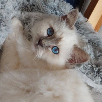 chaton Sacré de Birmanie lilac point Salvador Élevage des Sacrés Breizh chaton Sacré de Birmanie lilac point Salvador Élevage des Sacrés Breizh