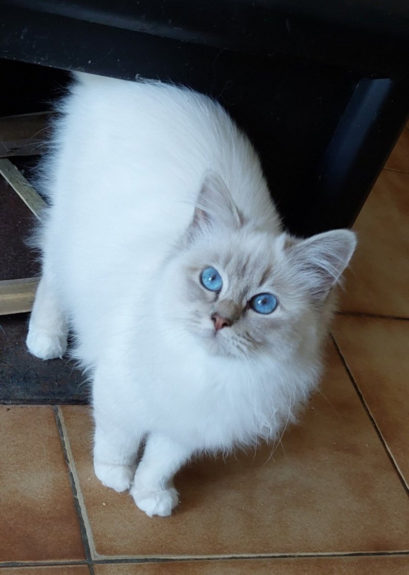 Saphire des Sacrés Breizh Femelle Sacré de Birmanie