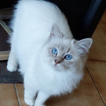 chaton Sacré de Birmanie lilac tabby point Saphire Élevage des Sacrés Breizh chaton Sacré de Birmanie lilac tabby point Saphire Élevage des Sacrés Breizh