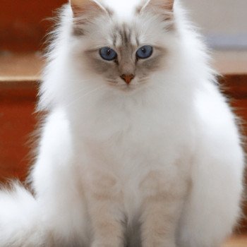 chat Sacré de Birmanie lilac tabby point Saphire Élevage des Sacrés Breizh chat Sacré de Birmanie lilac tabby point Saphire Élevage des Sacrés Breizh