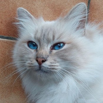 chat Sacré de Birmanie lilac tabby point Saphire Élevage des Sacrés Breizh chat Sacré de Birmanie lilac tabby point Saphire Élevage des Sacrés Breizh
