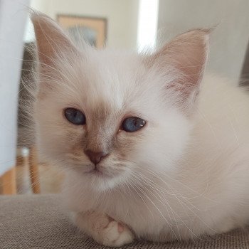 chaton Sacré de Birmanie lilac tabby point S'mocka Élevage des Sacrés Breizh