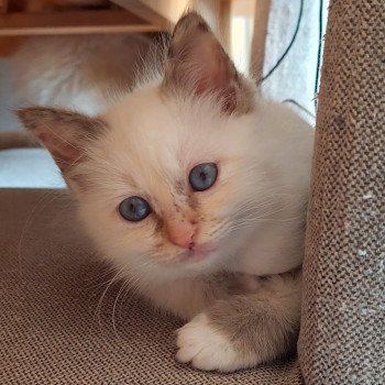 chaton Sacré de Birmanie chocolate tortie point Stella Élevage des Sacrés Breizh