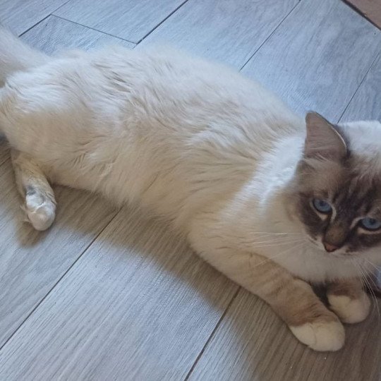 Timide Mâle Sacré de Birmanie