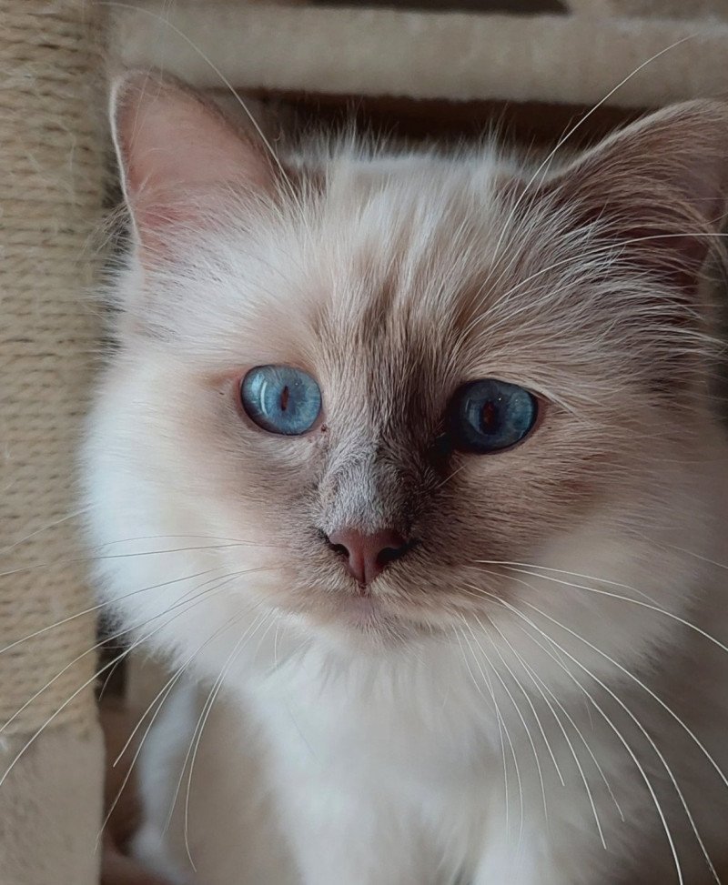 Uvéa des Sacrés Breizh Femelle Sacré de Birmanie