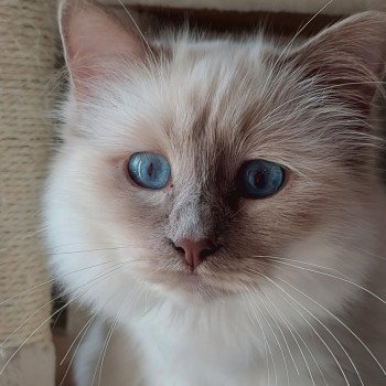 chaton Sacré de Birmanie lilac point Uvéa Élevage des Sacrés Breizh