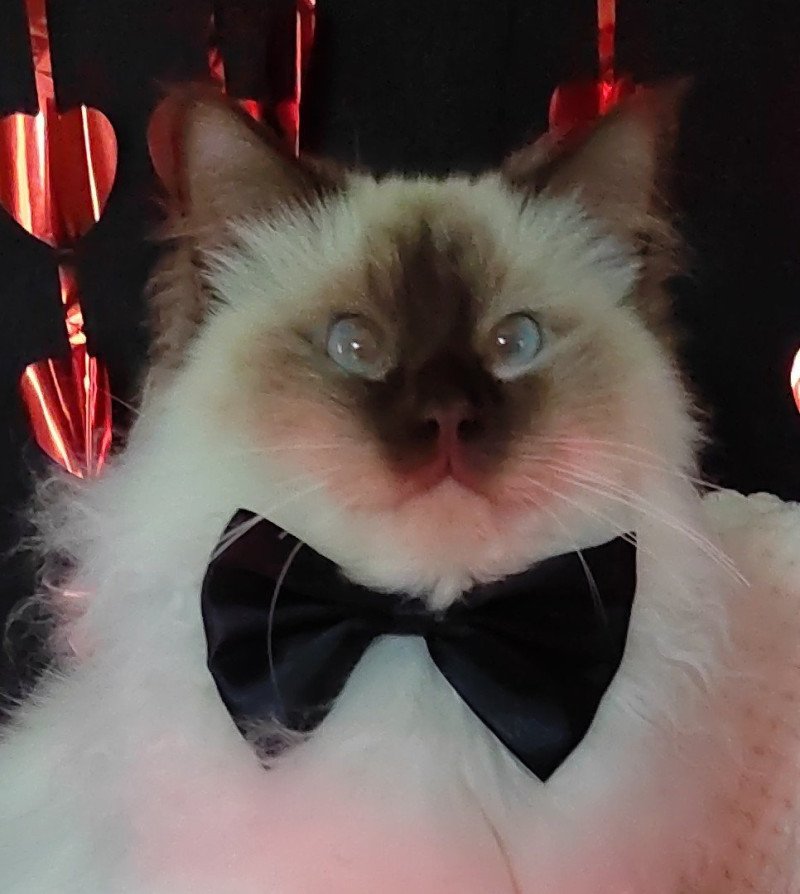 Wilson du Petit Benti Mâle Sacré de Birmanie