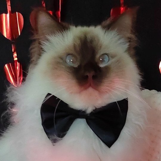Wilson du Petit Benti Mâle Sacré de Birmanie