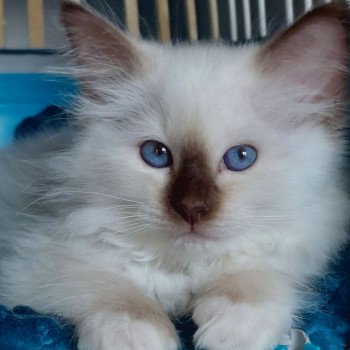 chaton Sacré de Birmanie Wilson Élevage des Sacrés Breizh