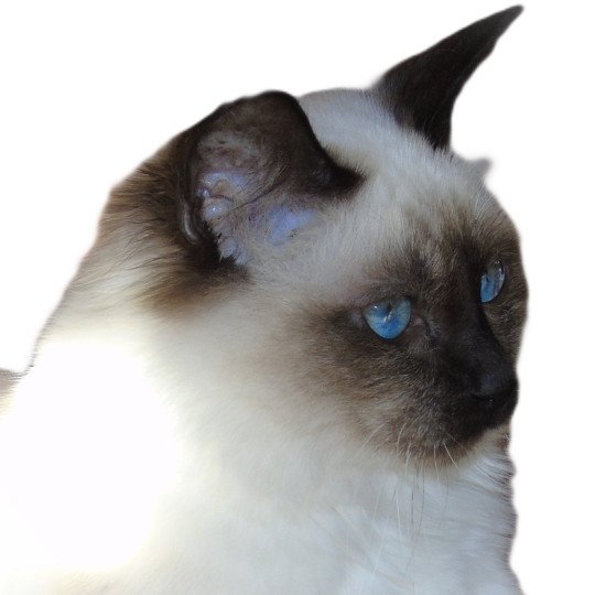 Yumi Femelle Sacré de Birmanie