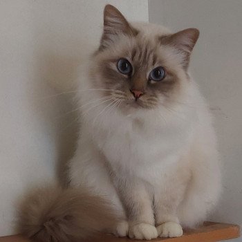 Chat de race : quel budget pour une année ?