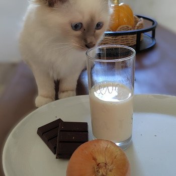 🚫 Les aliments interdits aux chats (et leurs alternatives naturelles)