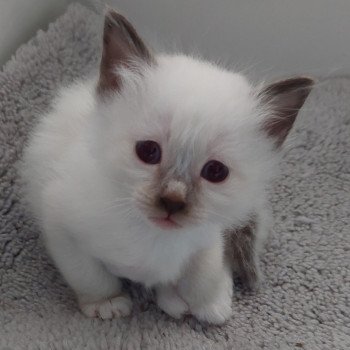 2025 : l'année des A pour les chats de race !